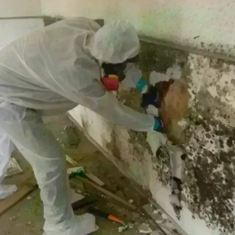 Mold Remediation and Removal in Du Quoin, IL